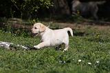 LABRADOR 1061